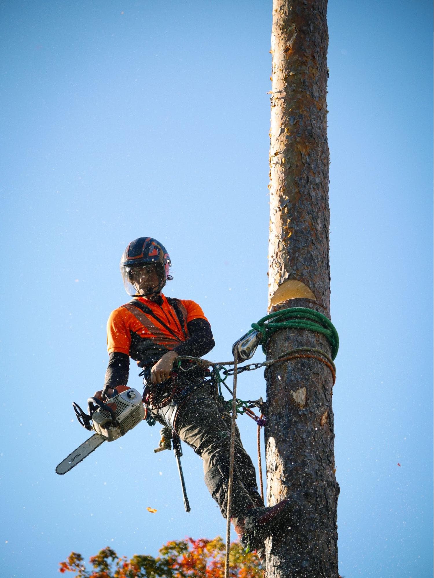 Arborist i klätterutrustning högt uppe i en tall, med motorsågen i handen.