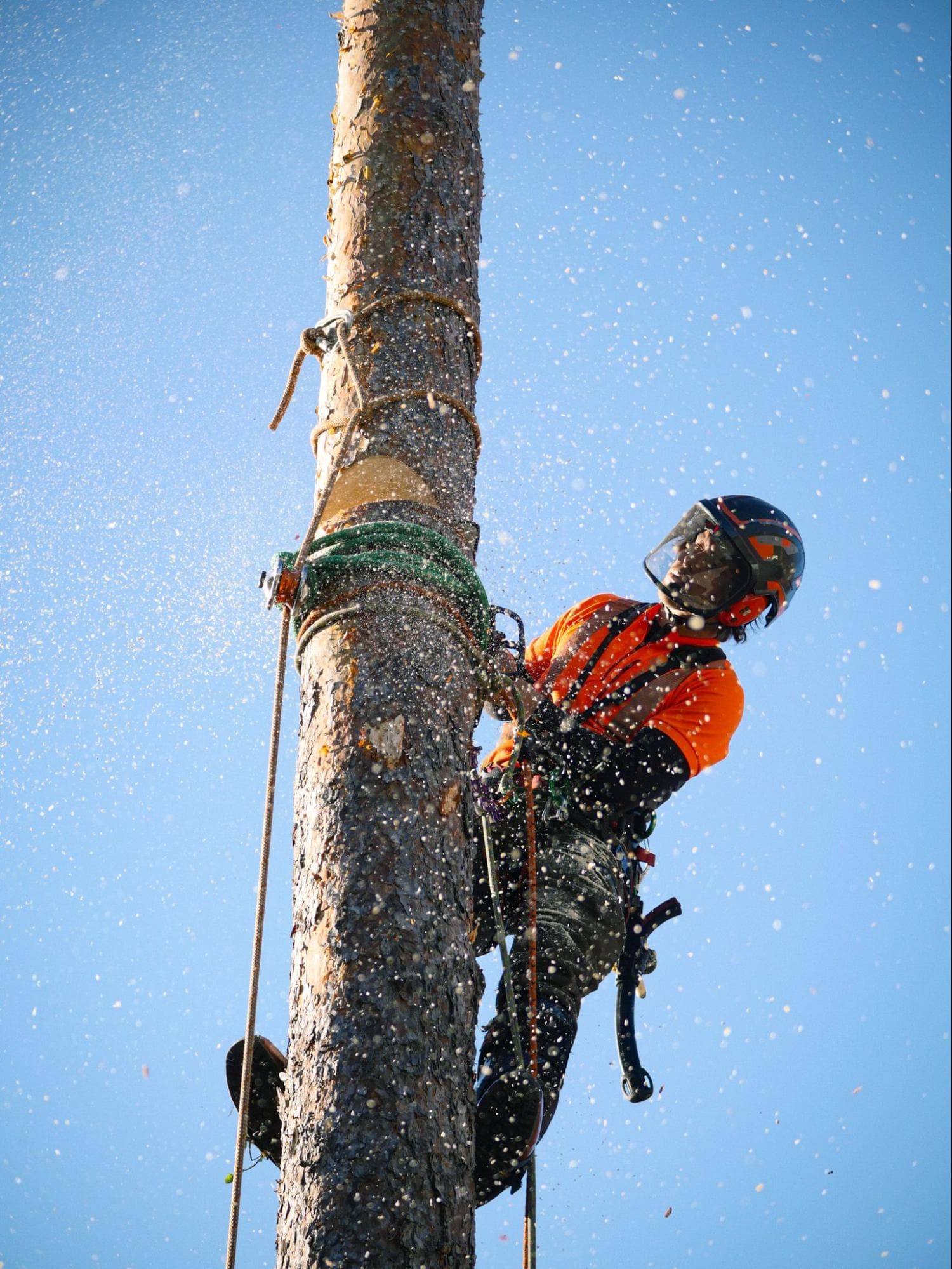 Arborist hänger i rep högt uppe på en stam och sågar loss en sektion.