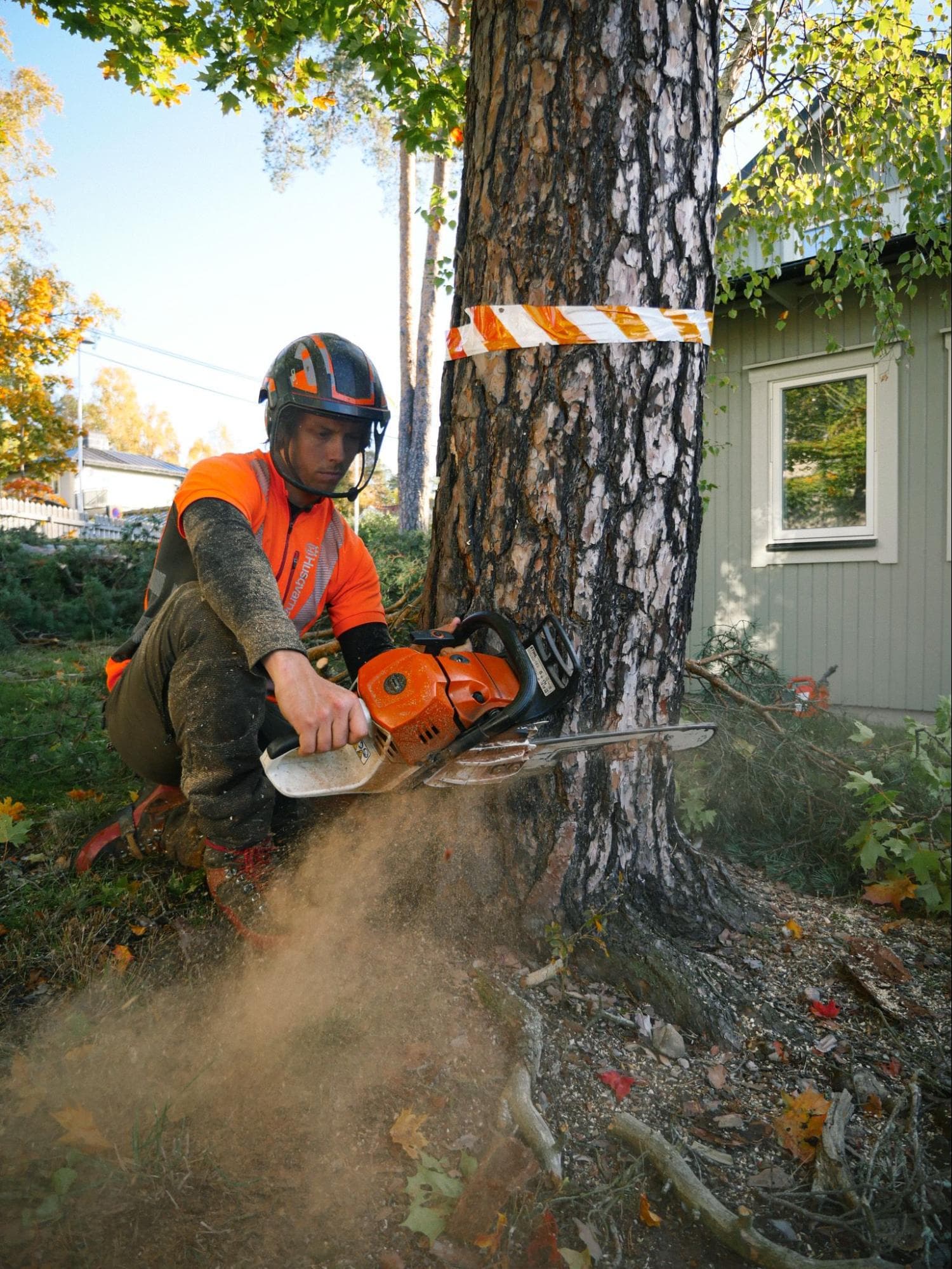 Arborist fäller ett träd som står tätt intill en villavägg.